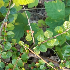 Cotoneaster hjelmqvistii