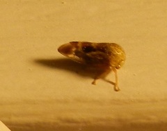 Ophiderma