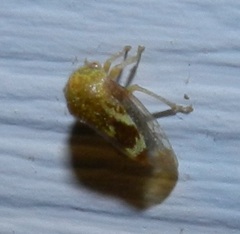 Ophiderma