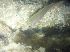 Pollachius pollachius