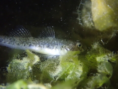 Pomatoschistus microps