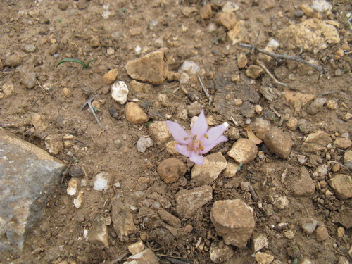 Colchicum cretense