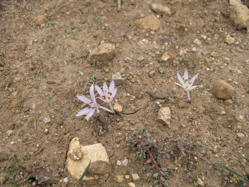 Colchicum cretense