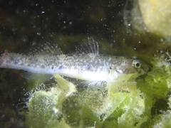 Pomatoschistus microps