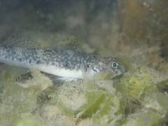 Pomatoschistus microps