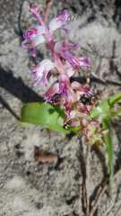 Lachenalia splendida