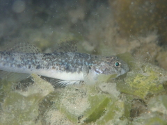 Pomatoschistus microps