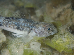 Pomatoschistus microps