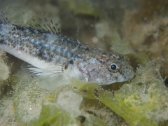 Pomatoschistus microps