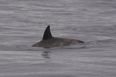Hyperoodon planifrons