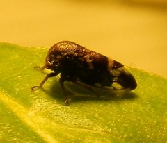 Ophiderma