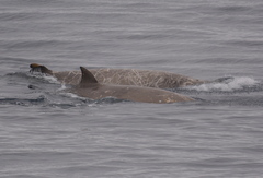 Hyperoodon planifrons