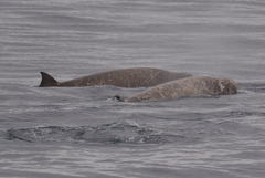 Hyperoodon planifrons