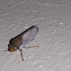 Diestostemma biolleyi