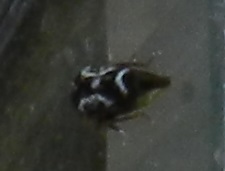Ophiderma