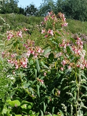 Impatiens glandulifera