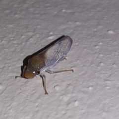 Diestostemma biolleyi