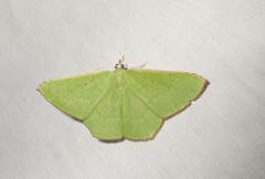 Ornithospila avicularia