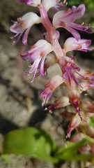 Lachenalia splendida