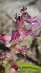 Lachenalia splendida