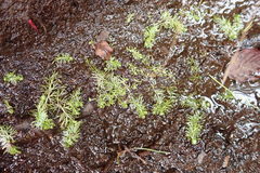 Utricularia intermedia