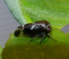 Ophiderma