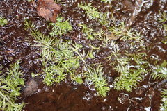 Utricularia intermedia