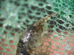 Gammarellus angulosus