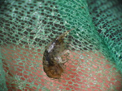 Gammarellus angulosus