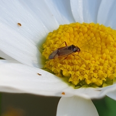 Pinalitus rubricatus