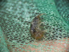 Gammarellus angulosus