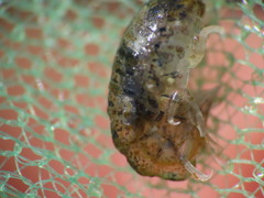 Gammarellus angulosus