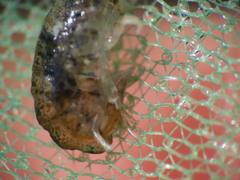 Gammarellus angulosus
