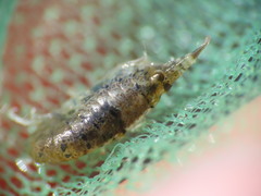 Gammarellus angulosus