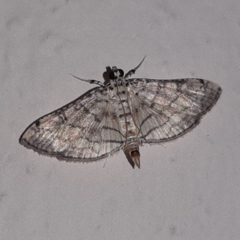 Hileithia approprialis