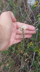 Achillea setacea
