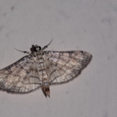 Hileithia approprialis