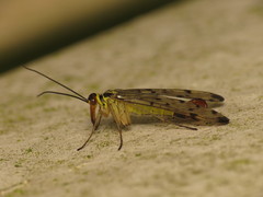 Panorpa germanica