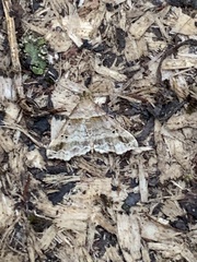 Phalaenophana pyramusalis