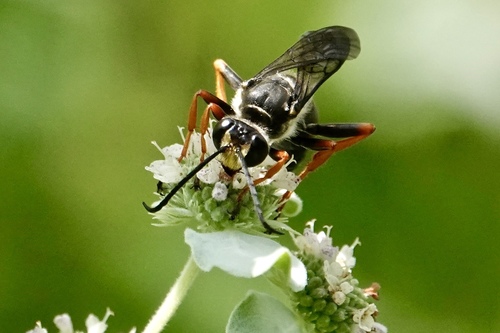 Sphex nudus photo 6