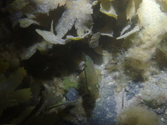 Pollachius pollachius