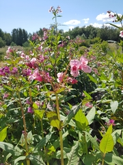Impatiens glandulifera