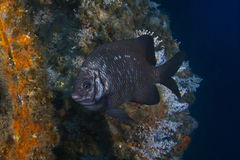 Parma oligolepis