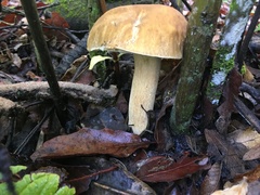 Boletus quercophilus
