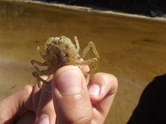 Hymenosoma orbiculare