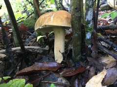 Boletus quercophilus