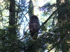 Strix occidentalis occidentalis