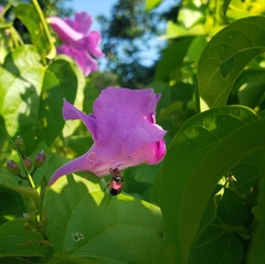 Bignonieae