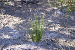 Schoenus ericetorum