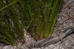 Schoenus ericetorum